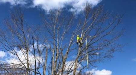 tree trimming services in Indianapolis, IN