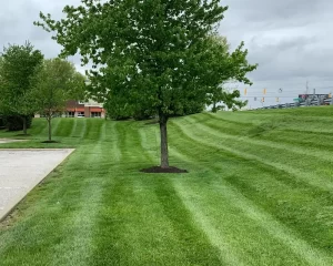 Commercial Lawn Mowing Service near me